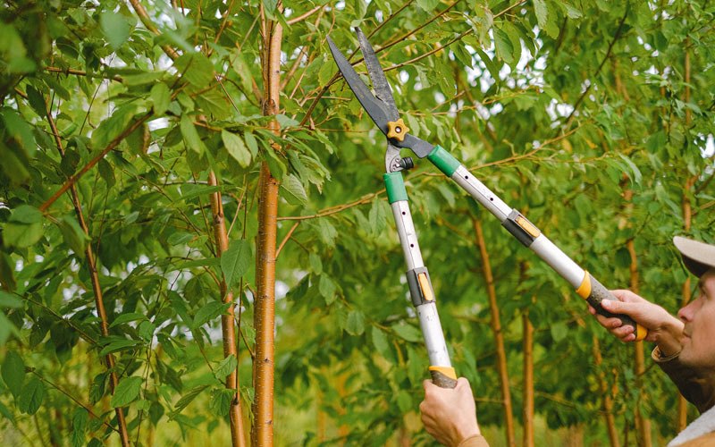 Tree trimming in Buncombe, IL